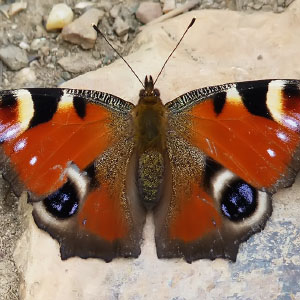 Aglais io