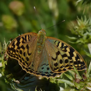 Argynnis pandora