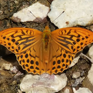 Argynnis paphia