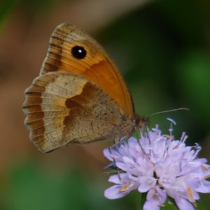 Maniola jurtina hembra