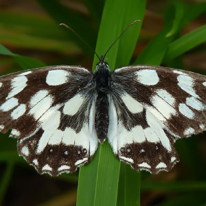Melanargia galathea hembra