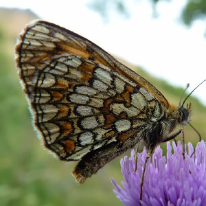 Melitaea diamina