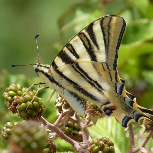 Iphiclides podalirius
