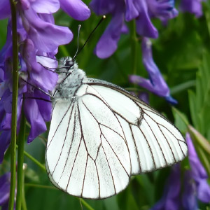 Aporia crataegi
