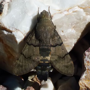 Macroglossum stellatarum