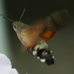 Macroglossum stellatarum