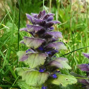 Ajuga pyramidalis