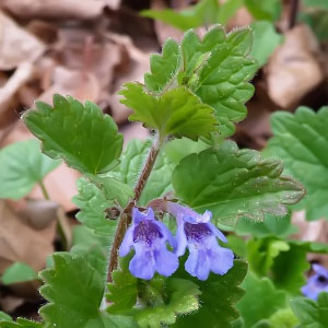Glechoma hederacea