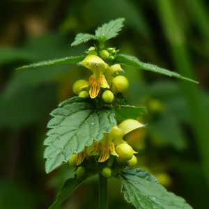 Lamium galeobdolon subsp. montanum