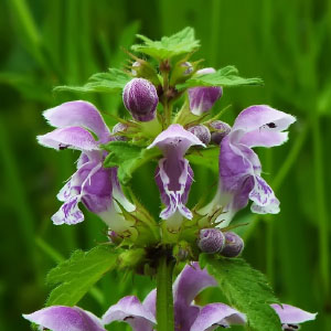 Lamium maculatum