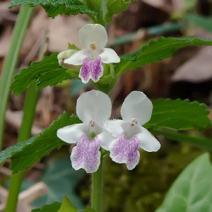 Melittis melissophyllum