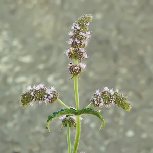 Mentha longifolia