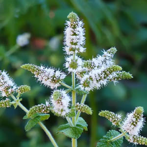 Mentha suaveolens