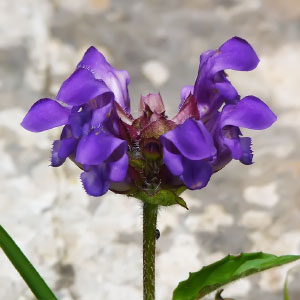 Prunella grandiflora