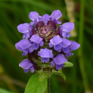 Prunella vulgaris