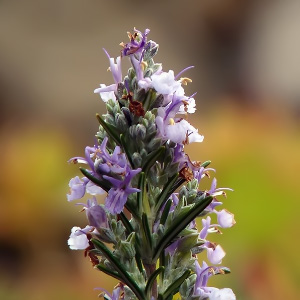 Rosmarinus officinalis