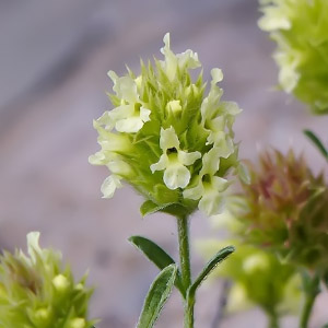 Sideritis hyssopifolia