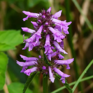 Stachys officinalis