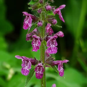 Stachys sylvatica