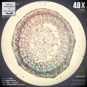 Esclerénquima: Fibras