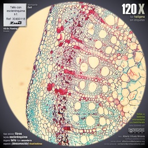 Esclerénquima: Fibras