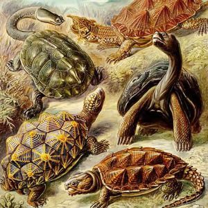 Fisiología e Histología Animal