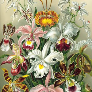 Fisiología e Histología Vegetal