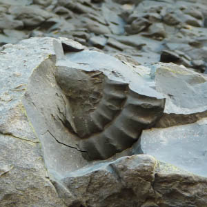 Historia de la Tierra y la Vida