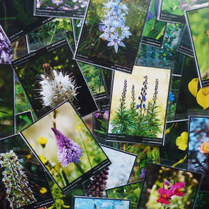 Proyecto: Fotografía de Naturaleza