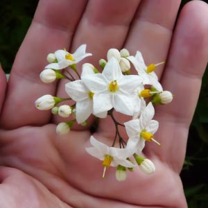 Webs y Apps para Identificación